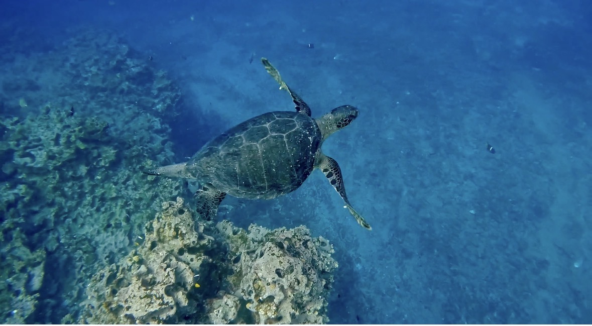 Joey on the shoreline of Isabela Island in the Galápagos